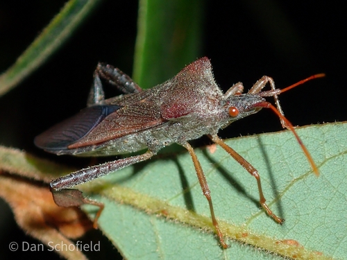 Magnolia Leaf-footed Bug photo 4