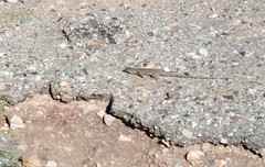 Aspidoscelis uniparens