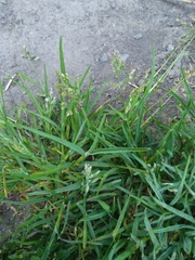Poa annua