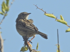Anthus furcatus