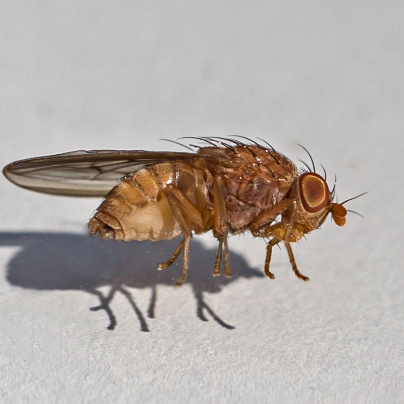 Poecilominettia ordinaria