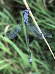 Lestes forcipatus