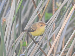Pseudocolopteryx citreola