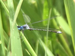 Lestes forcipatus