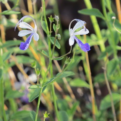 Trichostema arizonicum