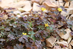 Oxalis