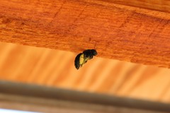 Xylocopa