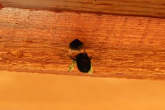 Xylocopa