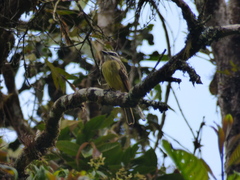 Myiodynastes hemichrysus