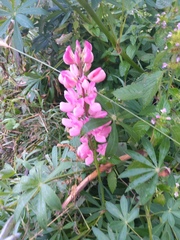 Lupinus polyphyllus