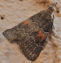 Satole ligniperdalis