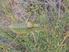 Ephippiger terrestris