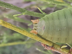 Ephippiger terrestris