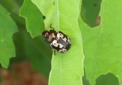 Calligrapha intermedia