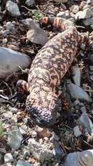 Heloderma suspectum suspectum