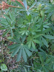 Lupinus polyphyllus