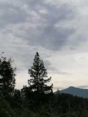 Pinus sibirica