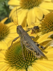 Melanoplus differentialis