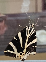 Euplagia quadripunctaria