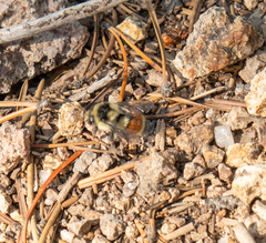 Bombus sylvicola