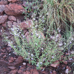 Trichostema arizonicum