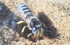 Bembix pallidipicta
