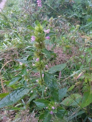 Galeopsis tetrahit