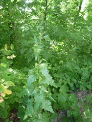 Atriplex micrantha