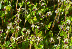 Gonocarpus aggregatus