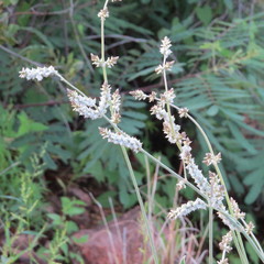 Froelichia arizonica