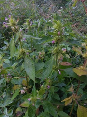 Galeopsis tetrahit