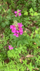 Lythrum salicaria