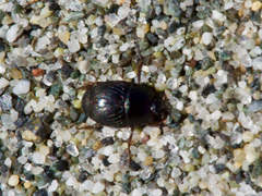 Saprininae