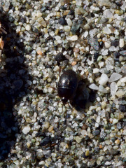 Saprininae