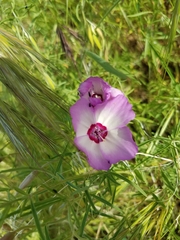 Clarkia cylindrica