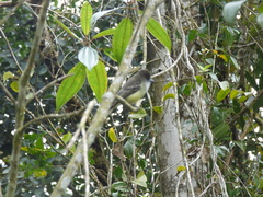 Myiarchus cephalotes