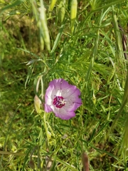 Clarkia cylindrica