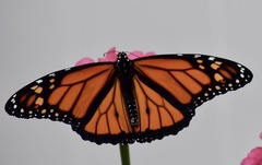 Danaus plexippus