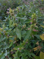Galeopsis tetrahit