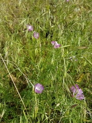 Clarkia cylindrica