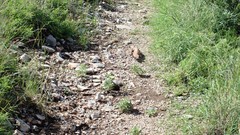 Heloderma suspectum suspectum