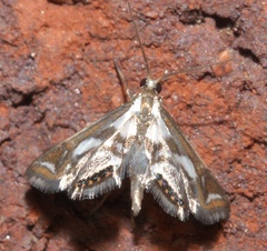 Chrysendeton imitabilis