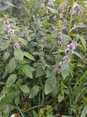 Mentha arvensis