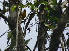 Anisognathus somptuosus