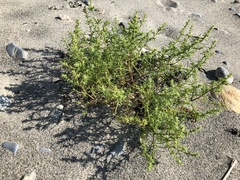 Salsola kali kali