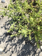 Salsola kali kali