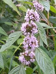 Mentha arvensis
