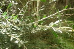 Melicytus