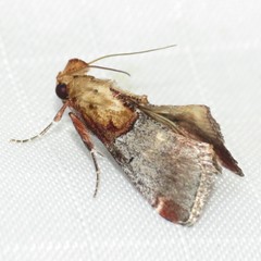 Cacozelia basiochrealis