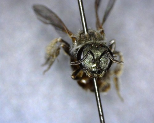 iNaturalist observation photo of Tripartite Sweat Bee